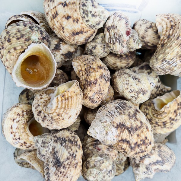 Gerçek Gold Mouth Deniz Kabuğu - 250 g Paket Gerçek Gold Mouth Deniz Kabuğu - 250 g Paket