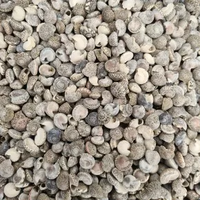 GERÇEK DENIZ KABUGU 100 GR PAKET UMBINIUM