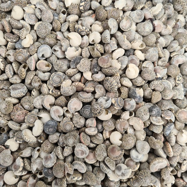 Umbinium Deniz Kabuğu - 500 g Paket Umbinium Deniz Kabuğu - 500 g Paket