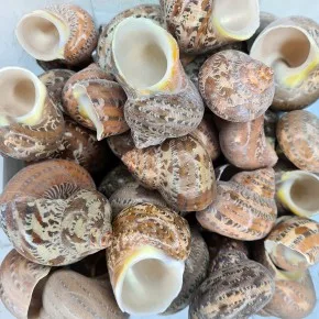 Turbo Petholatus Deniz Kabuğu - 500 g Paket
