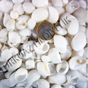 DENIZ KABUGU 500 GR PAKET MOONSHELL
