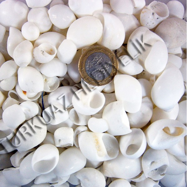 Moonshell Deniz Kabuğu Moonshell Deniz Kabuğu