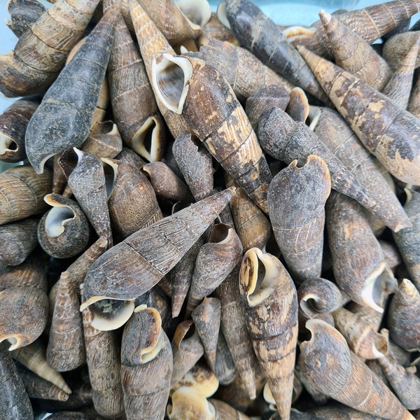 Gerçek Siyah Terebra Deniz Kabuğu - 250 g Paket Gerçek Siyah Terebra Deniz Kabuğu - 250 g Paket