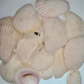 GERÇEK DENIZ KABUGU 100 GR PAKET LIMA LIMA