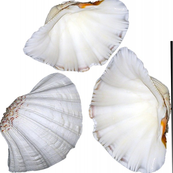 China Clam Deniz Kabuğu - 500 g Paket China Clam Deniz Kabuğu - 500 g Paket