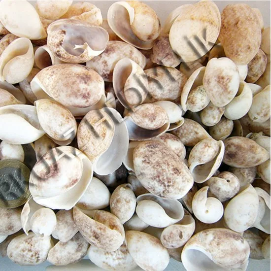 BULLA AMPULA