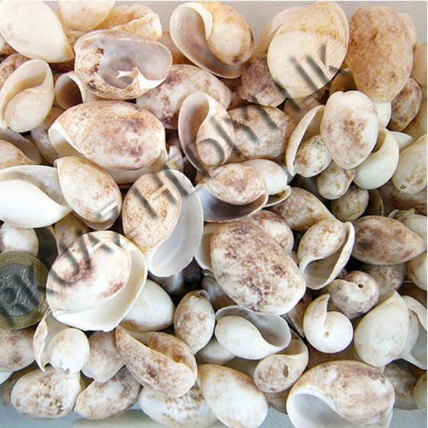 Gerçek Bulla Ampula Deniz Kabuğu - 250 g Paket Gerçek Bulla Ampula Deniz Kabuğu - 250 g Paket