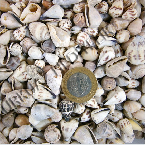 DENİZ KABUĞU 500 GR PAKET LIGHTING CONE