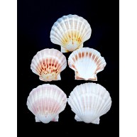 GERÇEK DENİZ KABUĞU 1000 GR PAKET WHITE SCALLOP
