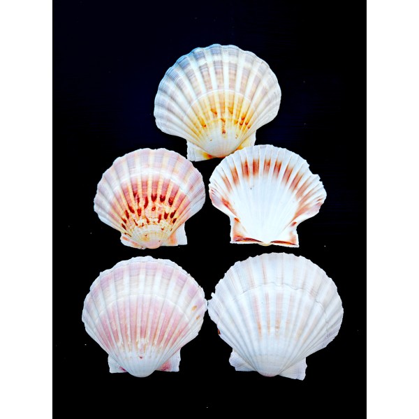 Gerçek Beyaz Scallop Deniz Kabuğu - 100 g Paket Gerçek Beyaz Scallop Deniz Kabuğu - 100 g Paket