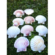 GERÇEK DENİZ KABUĞU 1000 GR PAKET WHITE SCALLOP