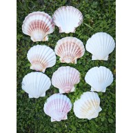 GERÇEK DENİZ KABUĞU 100 GR PAKET WHITE SCALLOP