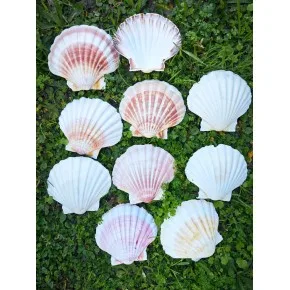 Beyaz Scallop Deniz Kabuğu
