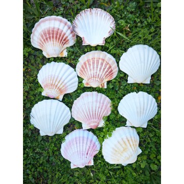 Beyaz Scallop Deniz Kabuğu
