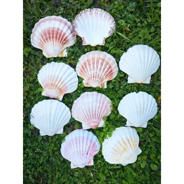 Beyaz Scallop Deniz Kabuğu
