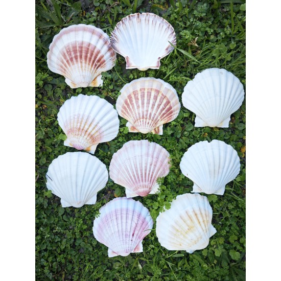 GERÇEK DENİZ KABUĞU 1000 GR PAKET WHITE SCALLOP