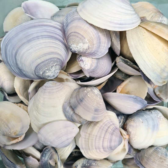PURPLE CLAM