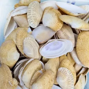 Paphia Neotaples Deniz Kabuğu