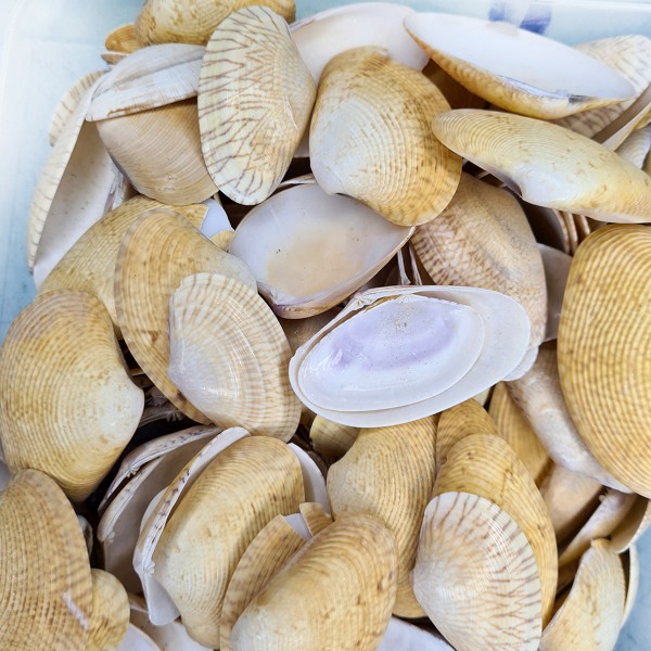 Gerçek Paphia Neotaples Deniz Kabuğu - 250 g Paket Gerçek Paphia Neotaples Deniz Kabuğu - 250 g Paket