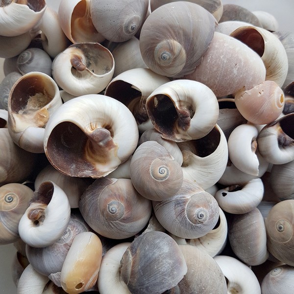 Moonshell Deniz Kabuğu - Kahverengi Moonshell Deniz Kabuğu - Kahverengi