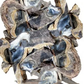Gerçek Hammer Shell Deniz Kabuğu - 250 g Paket