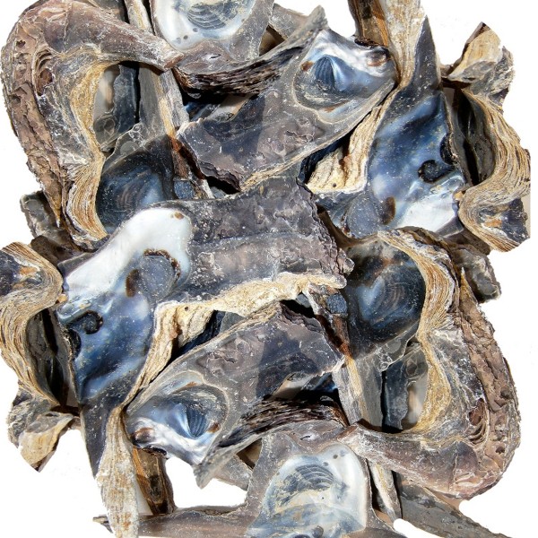 Hammer Shell Deniz Kabuğu - 500 g Paket Hammer Shell Deniz Kabuğu - 500 g Paket