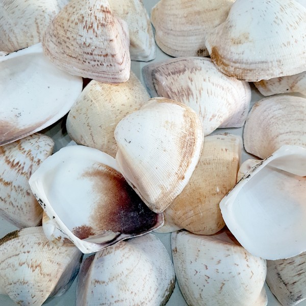 Giant Shells Deniz Kabuğu - Kahverengi