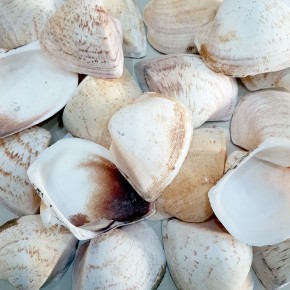 GERÇEK DENİZ KABUĞU 250 GR PAKET GIANT SHELLS BROWN