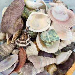 MIXED SHELLS