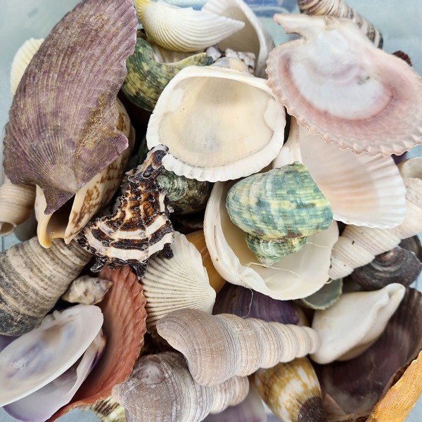 Karışık Shells Deniz Kabuğu