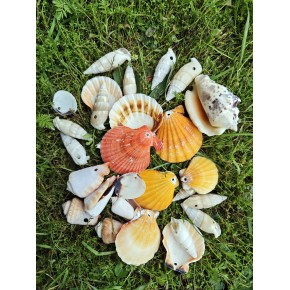 DELİKLİ KARIŞIK KABUK 250 GR