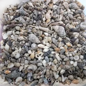 GERÇEK DENIZ KABUGU 250 GR PAKET KARISIK MINI KILOLUK KABUK