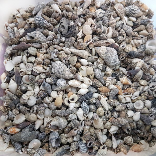 Karışık Mini Kiloluk Kabuk Karışık Mini Kiloluk Kabuk