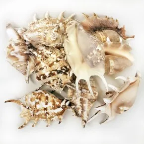 GERÇEK DENIZ KABUGU 250 GR PAKET LAMBIS LAMBIS (KG)