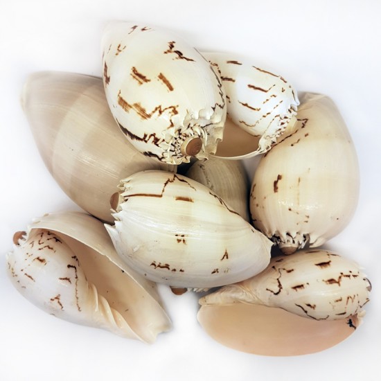 GERÇEK DENİZ KABUĞU 1000 GR PAKET MELO DIADEMA (KG)