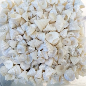 GERÇEK DENİZ KABUĞU 250 GR PAKET ASTREA UNDOSA SEDEFLİ