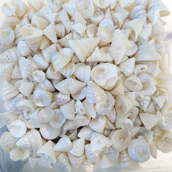 GERÇEK DENİZ KABUĞU 250 GR PAKET ASTREA UNDOSA SEDEFLİ