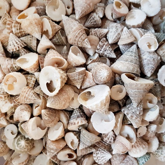 GERÇEK DENİZ KABUĞU 250 GR PAKET ASTREA UNDOSA NATUREL MİNİ