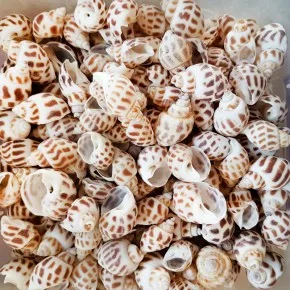 DENIZ KABUGU 500 GR PAKET BABYLONIA AREOLATA
