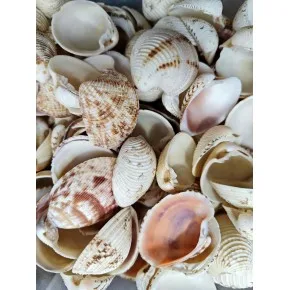 CHIONE CANCELLATA-100 GR