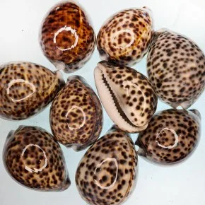 DENIZ KABUGU 500 GR PAKET TIGER COWRIE (KG)