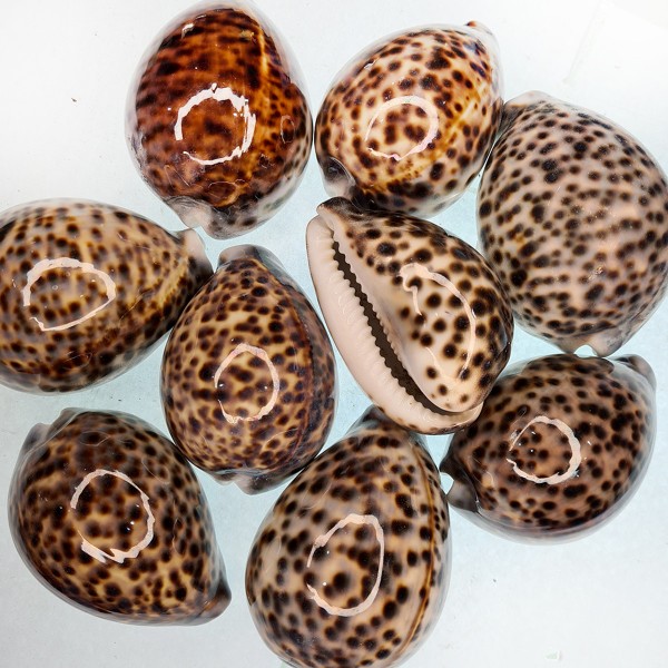 Tiger Cowrie Deniz Kabuğu - (kg)