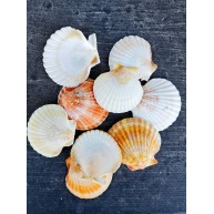 PECTEN NOVALIS WHITE
