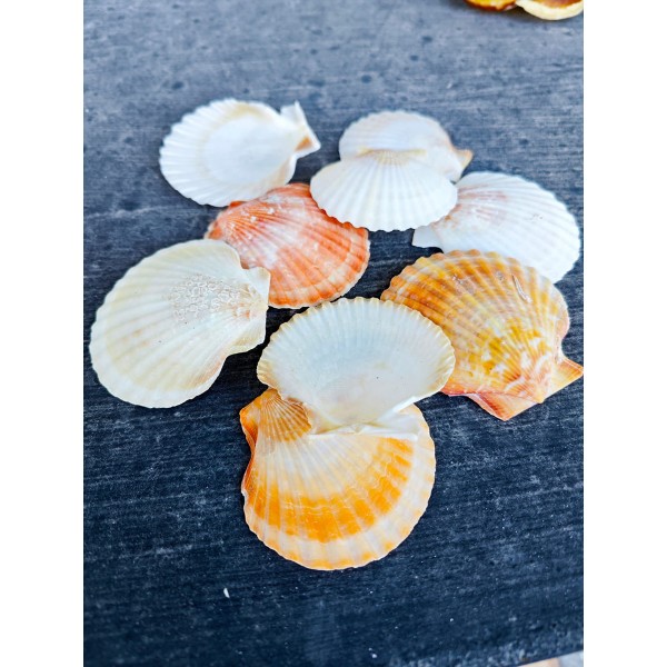 Pecten Novalis Deniz Kabuğu - Beyaz