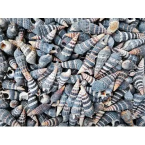 Batillaria Zonalis Deniz Kabuğu