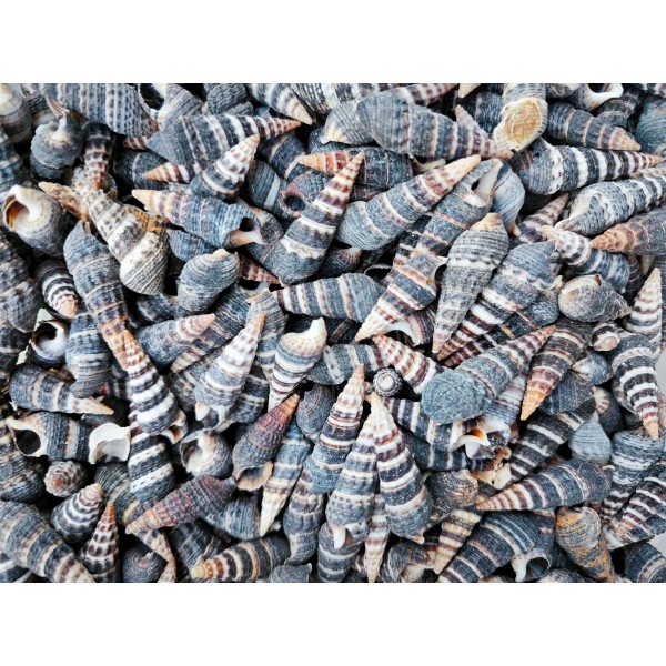 Batillaria Zonalis Deniz Kabuğu