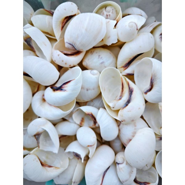 Beyaz Moon Snail Deniz Kabuğu
