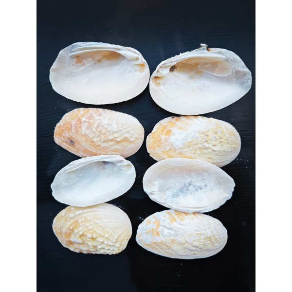 Abalone Deniz Kabuğu - Sarı