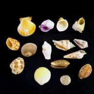 2,5-4 CM NATUREL RENK GERÇEK DENIZ KABUGU SETI-15 ADET