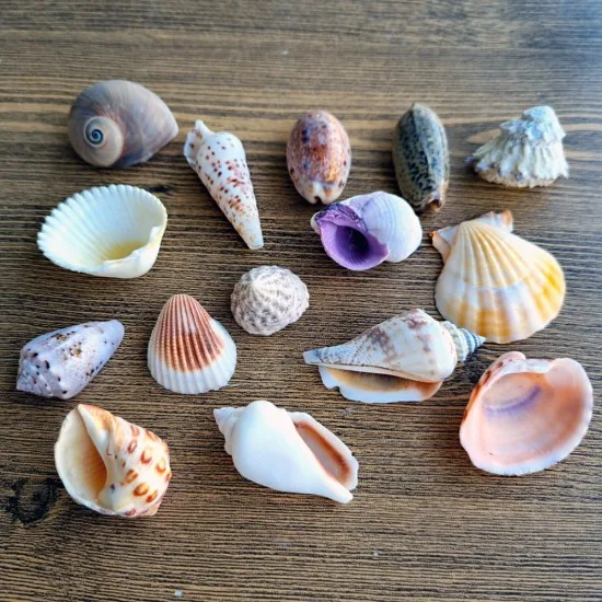 2,5-4 CM NATUREL RENK GERÇEK DENIZ KABUGU SETI-15 ADET